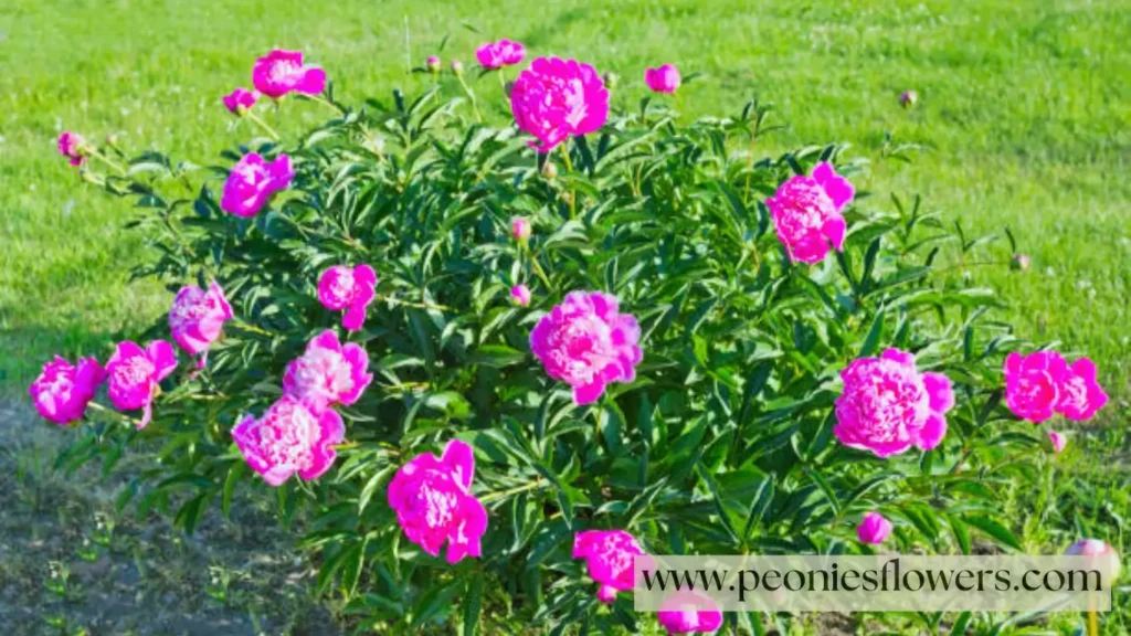 Sarah Bernhardt peony